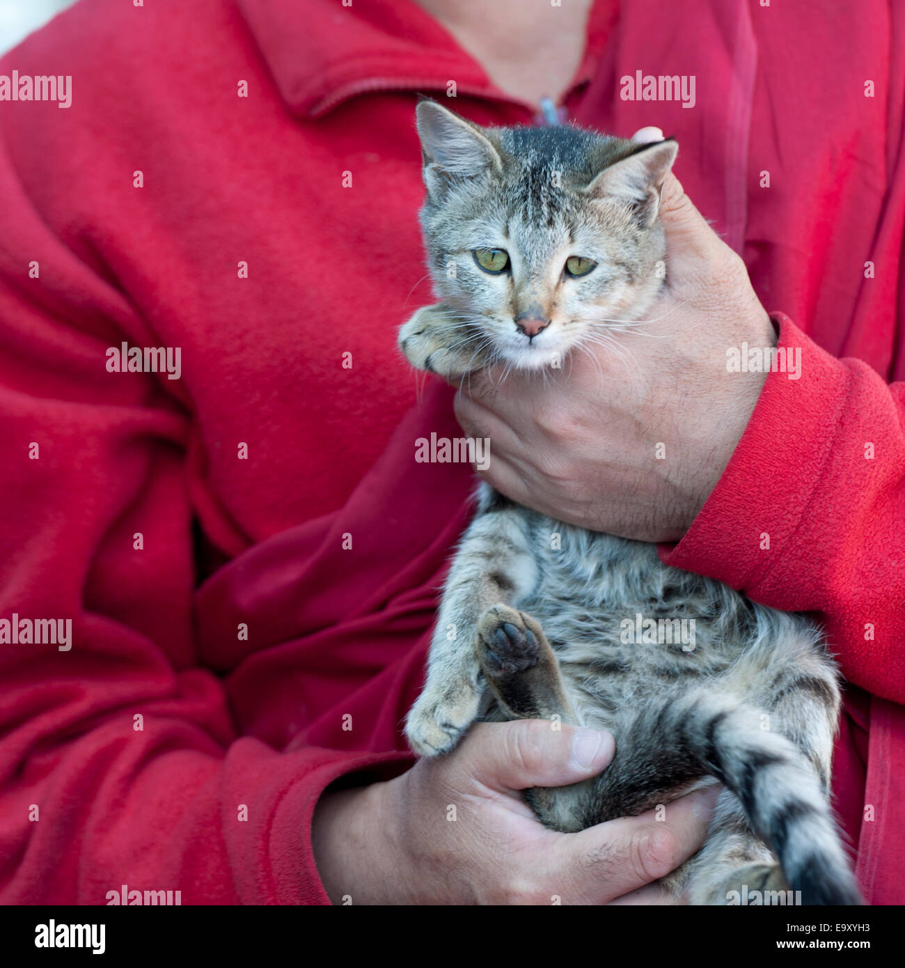 Metà vista in sezione di un monaco tenendo un gatto, Bhutan Foto Stock