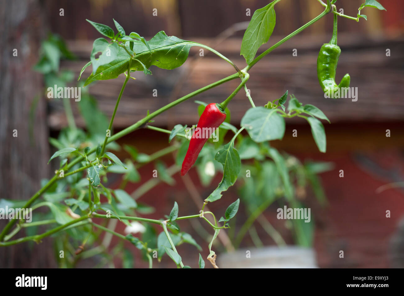 Peperoncini rossi che cresce su una pianta, Tamchhog Lhakhang, Paro Valley, Paro distretto, Bhutan Foto Stock