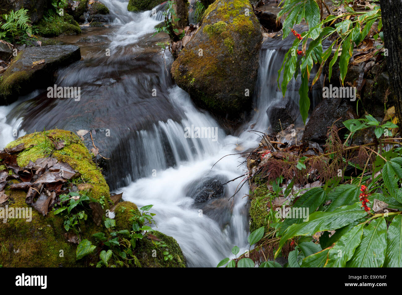 Flusso che scorre attraverso una foresta, Paro Valley, Paro distretto, Bhutan Foto Stock