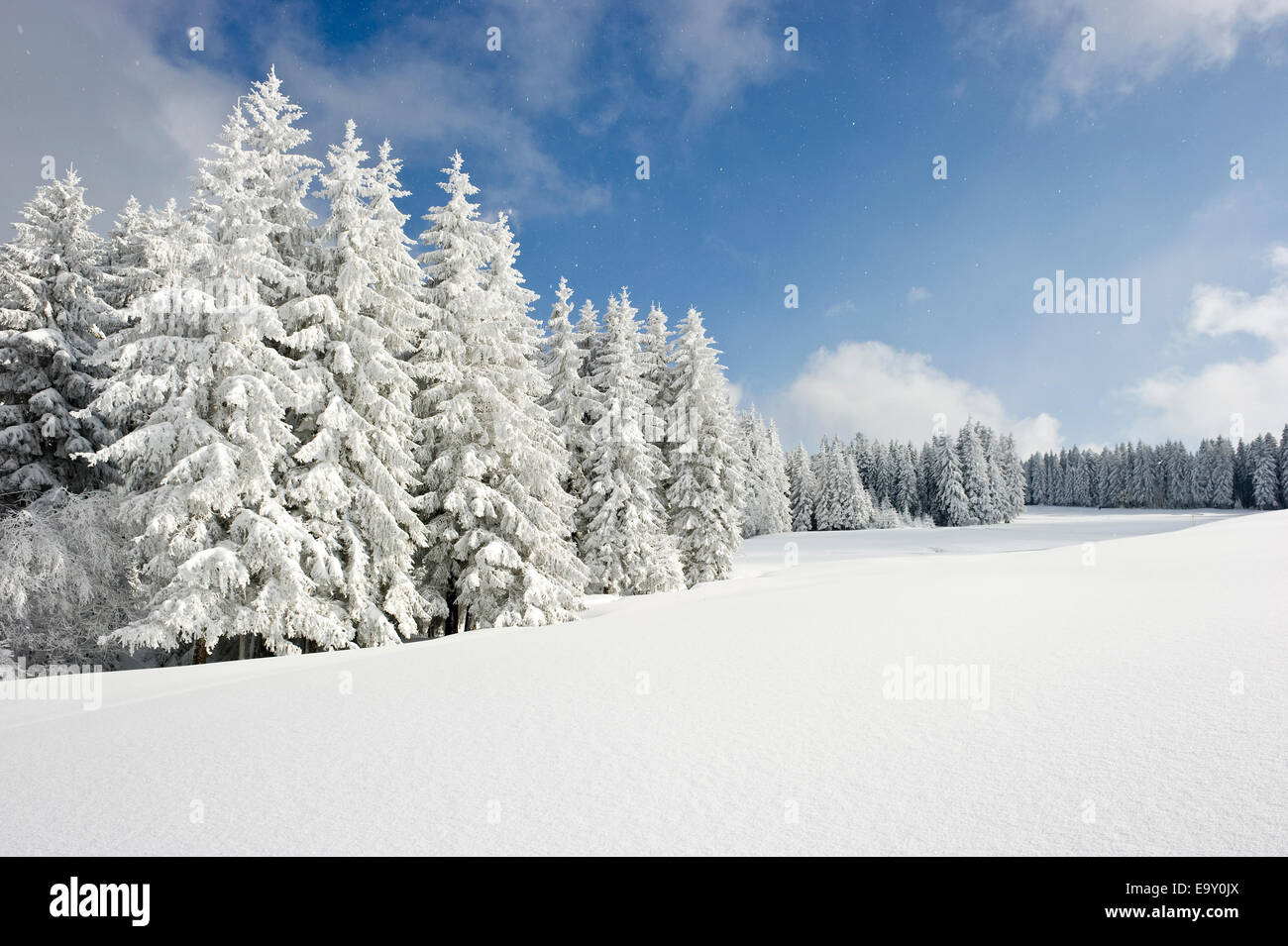 Coperte di neve abeti, Thurner, Sankt Märgen, Foresta Nera, Baden-Württemberg, Germania Foto Stock
