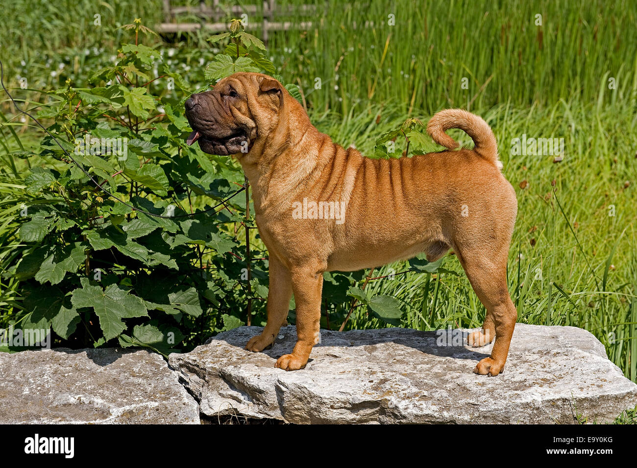 Shar-Pei o il cinese Shar-Pei, rivestimento rosso Foto Stock