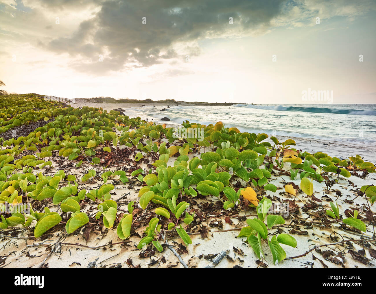Vegetazione a Makalawena Bay, Keauhou, Big Island, Hawaii, Stati Uniti Foto Stock