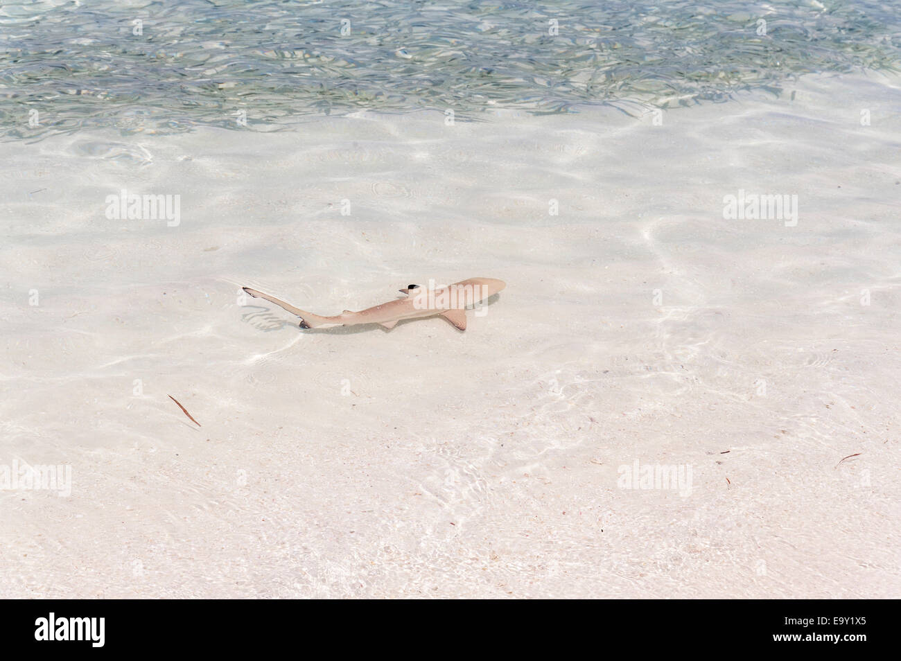 Blacktip Shark Reef (Carcharhinus melanopterus) in acque poco profonde, kurendhoo isola, lhaviyani atoll, Maldive Foto Stock