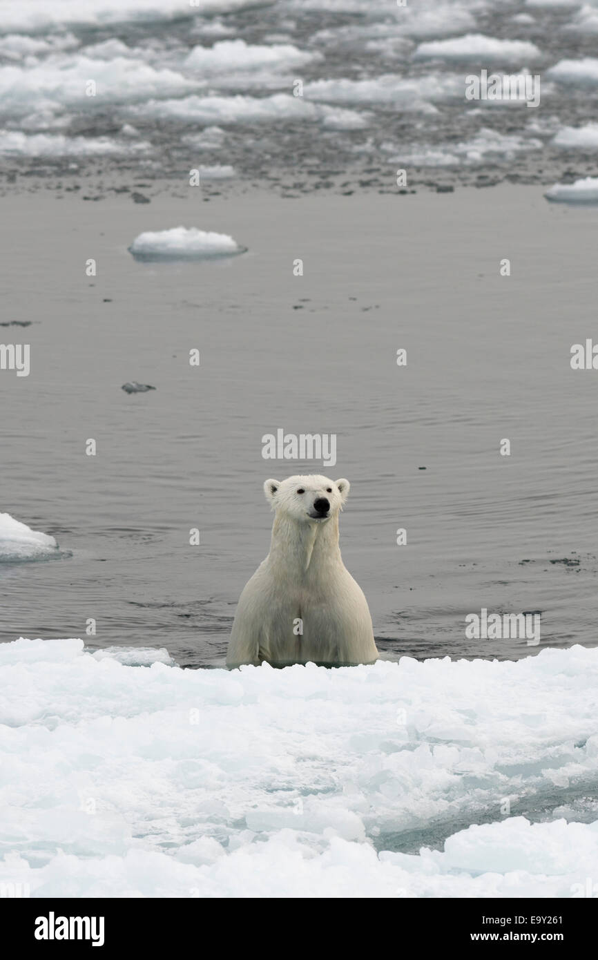 Orso polare (Ursus maritimus) emergenti dall'acqua su un glaçon, pack ghiaccio, isola Spitsbergen, arcipelago delle Svalbard Foto Stock