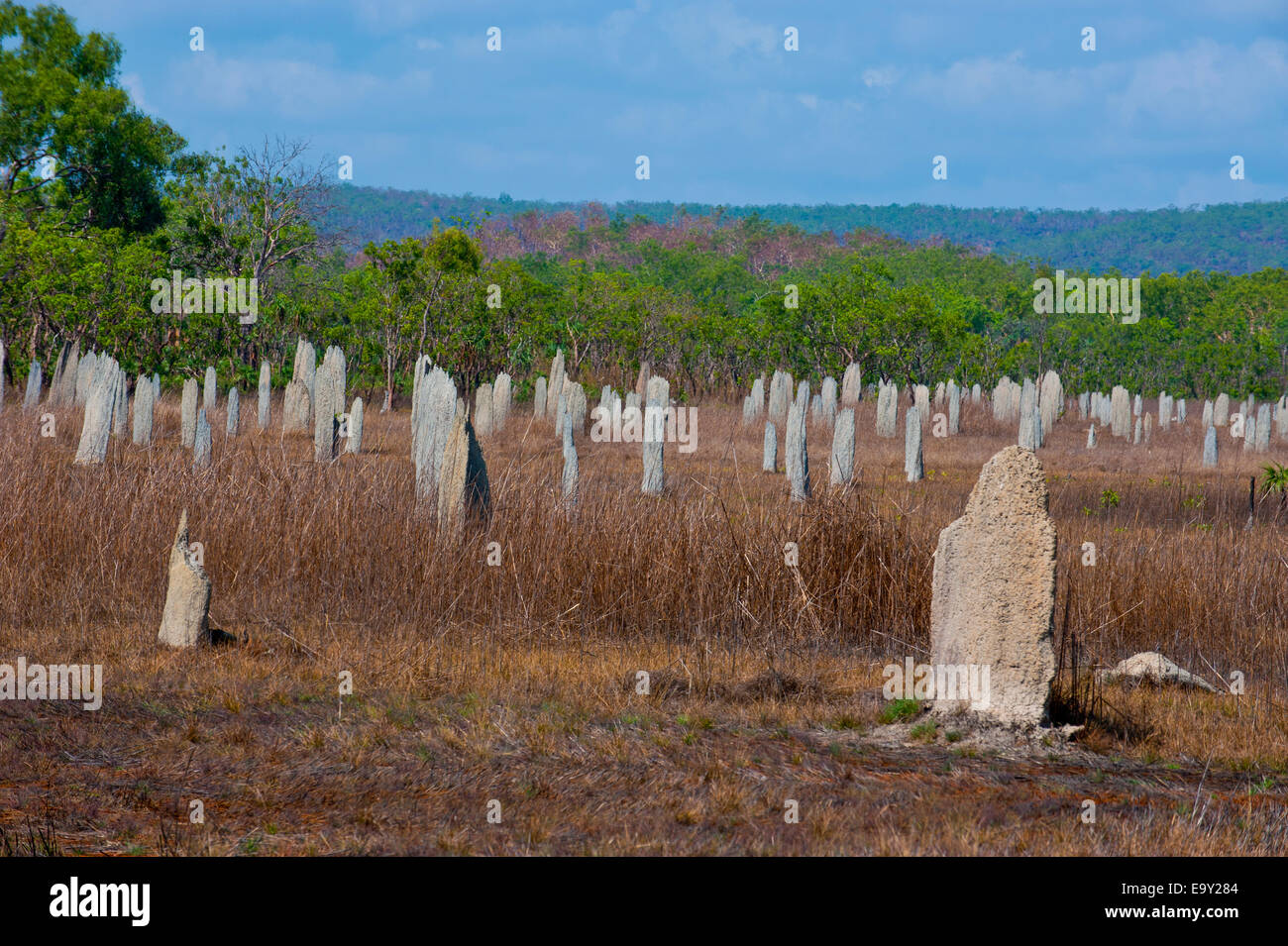 Termite mounds nel Parco Nazionale di Litchfield, Territori del Nord, Australia Foto Stock