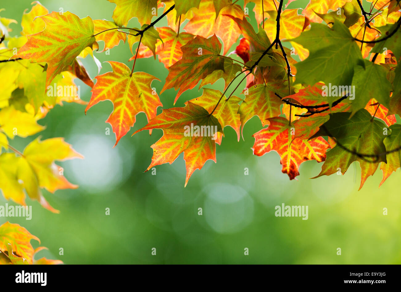 Zucchero foglie di acero in spettacolari luce di ottobre Foto Stock