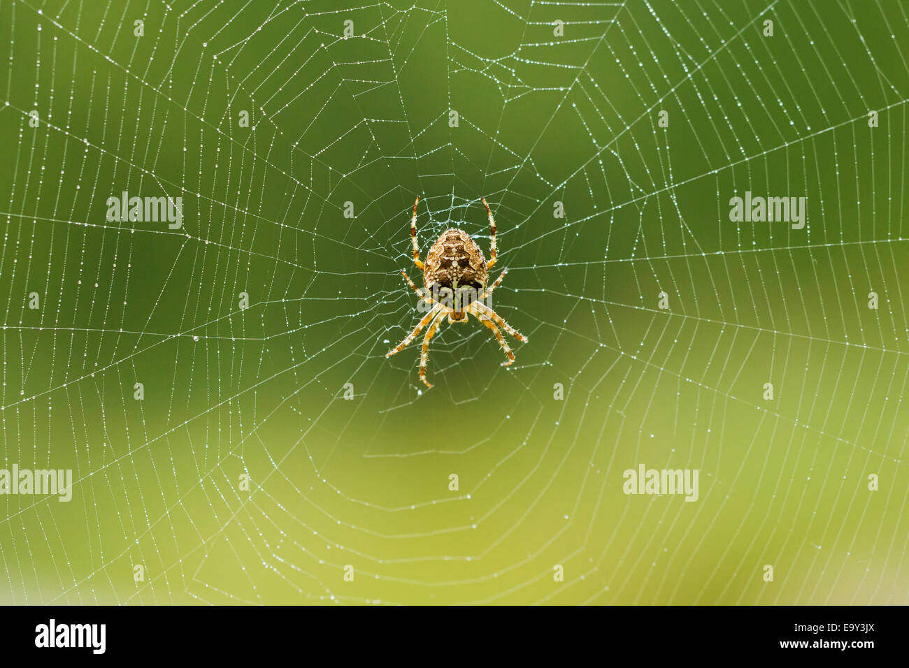 Orb weaver spider facendo un web nella luce del mattino. Foto Stock