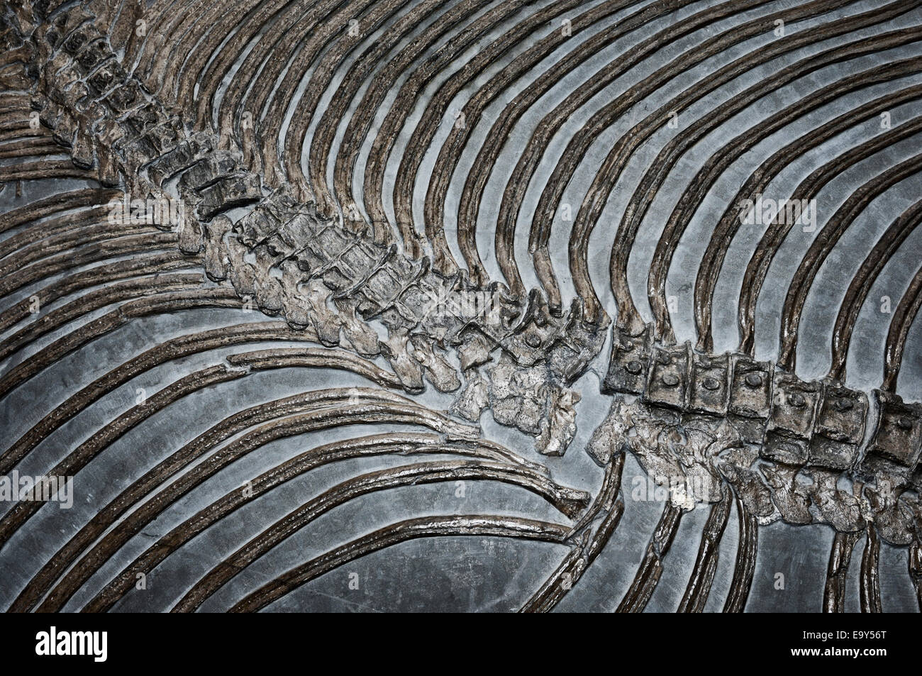 Fossili di dinosauro ossa dello scheletro closeup astratto Foto Stock