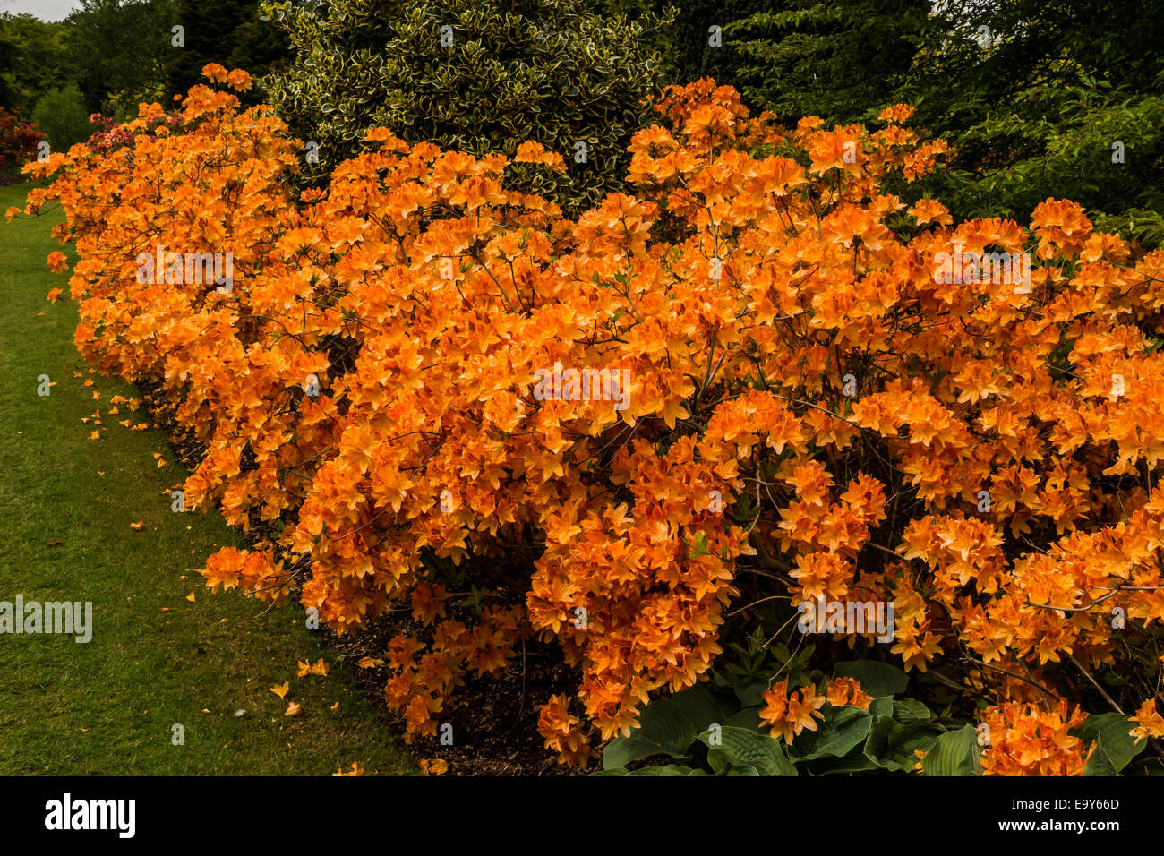 Orange azalea confine. Foto Stock