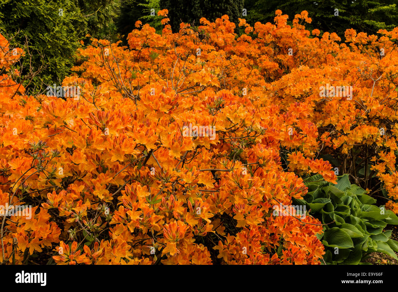 Orange azalea arbusto. Foto Stock