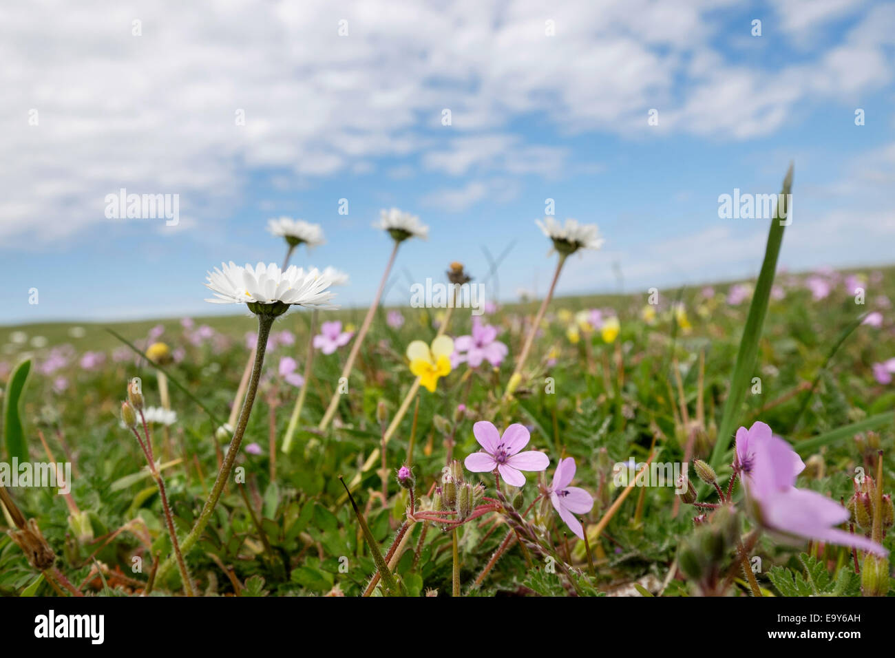 Prati Di Fiori Selvatici Raffigurato In Provenza, Il Sud Della Francia - Foto 5