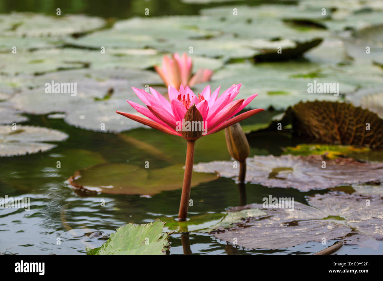 Fiori in Chua Huong pagoda, Vietnam Foto Stock