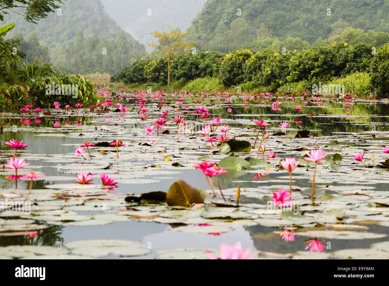 Fiori in Chua Huong pagoda, Vietnam Foto Stock