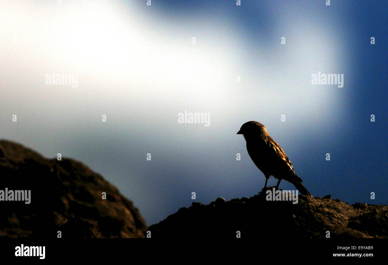 Habitat dell'uccello Foto Stock