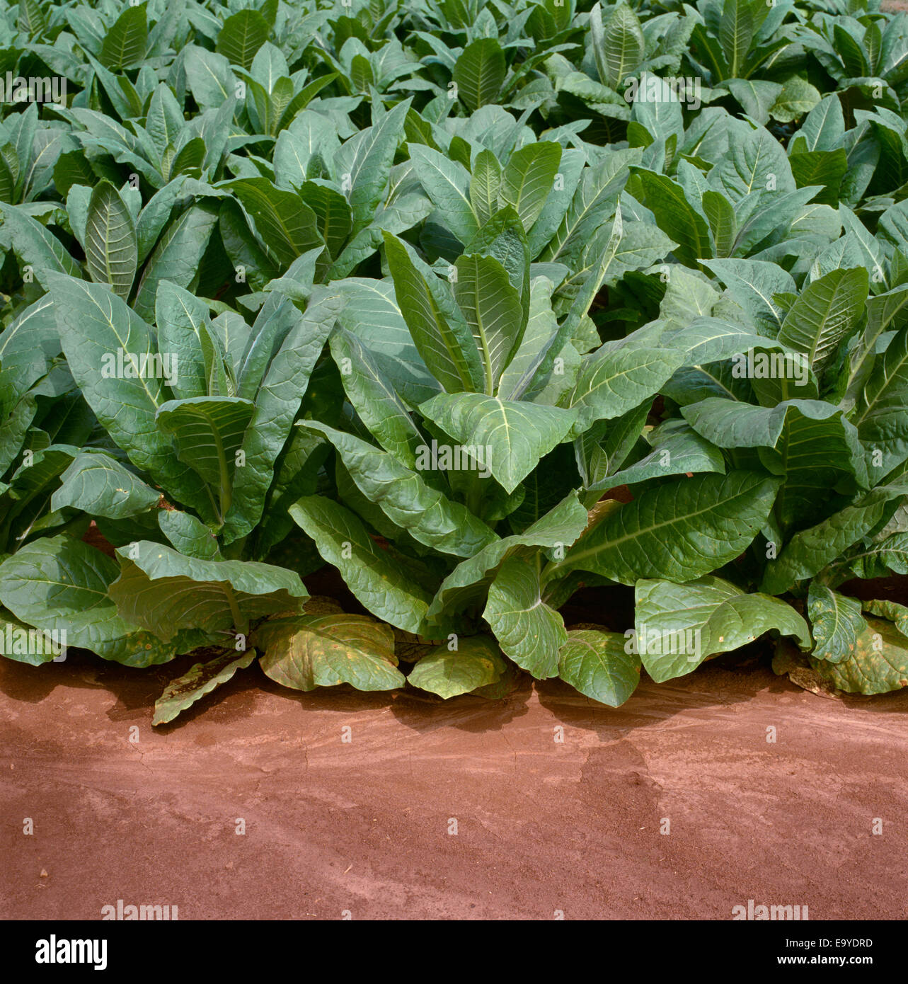 Agricoltura - veduta laterale della crescita media del tabacco Burley piante / Tennessee, USA. Foto Stock