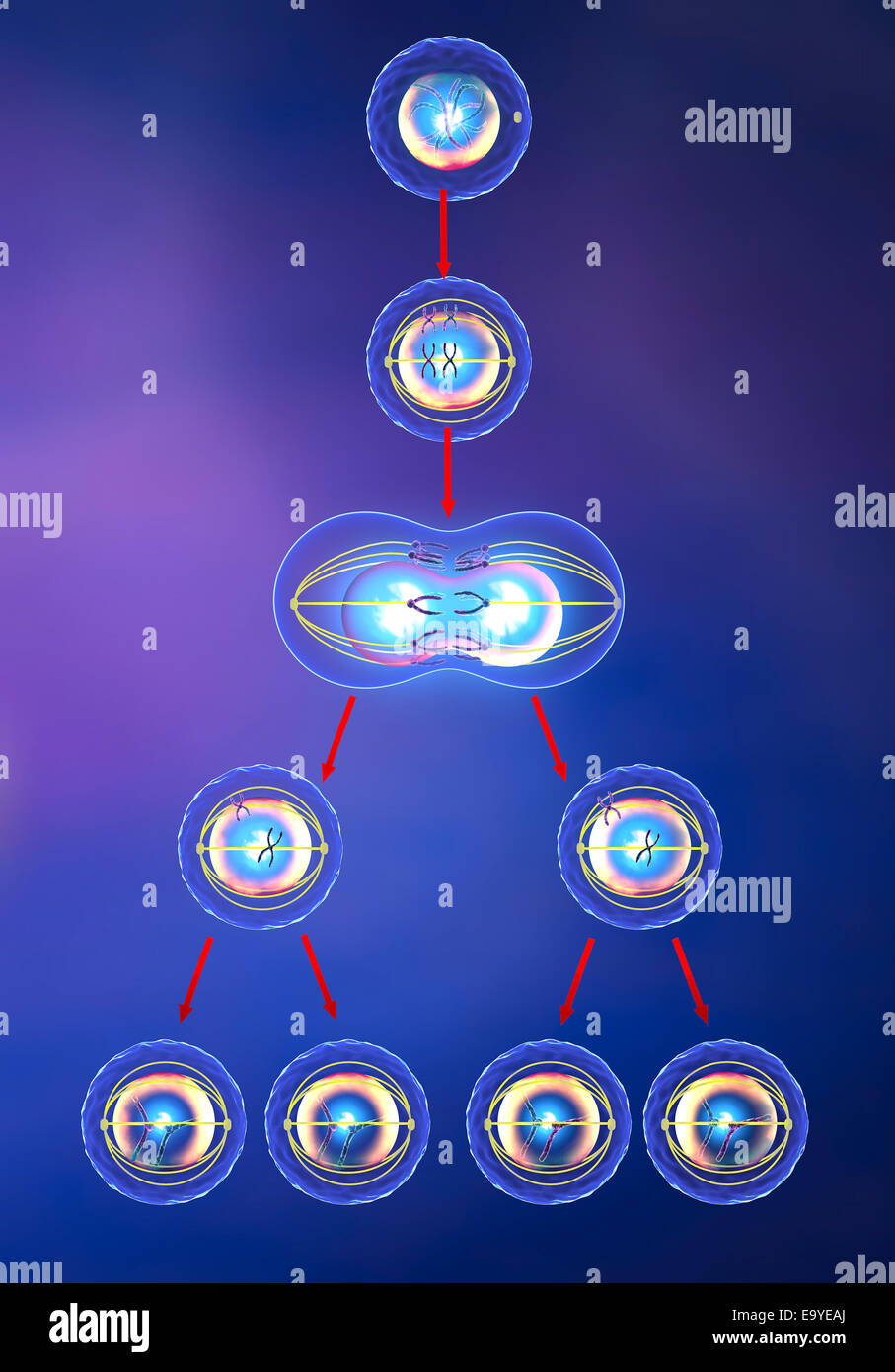 Illustrazione della mitosi e la meiosi Foto Stock