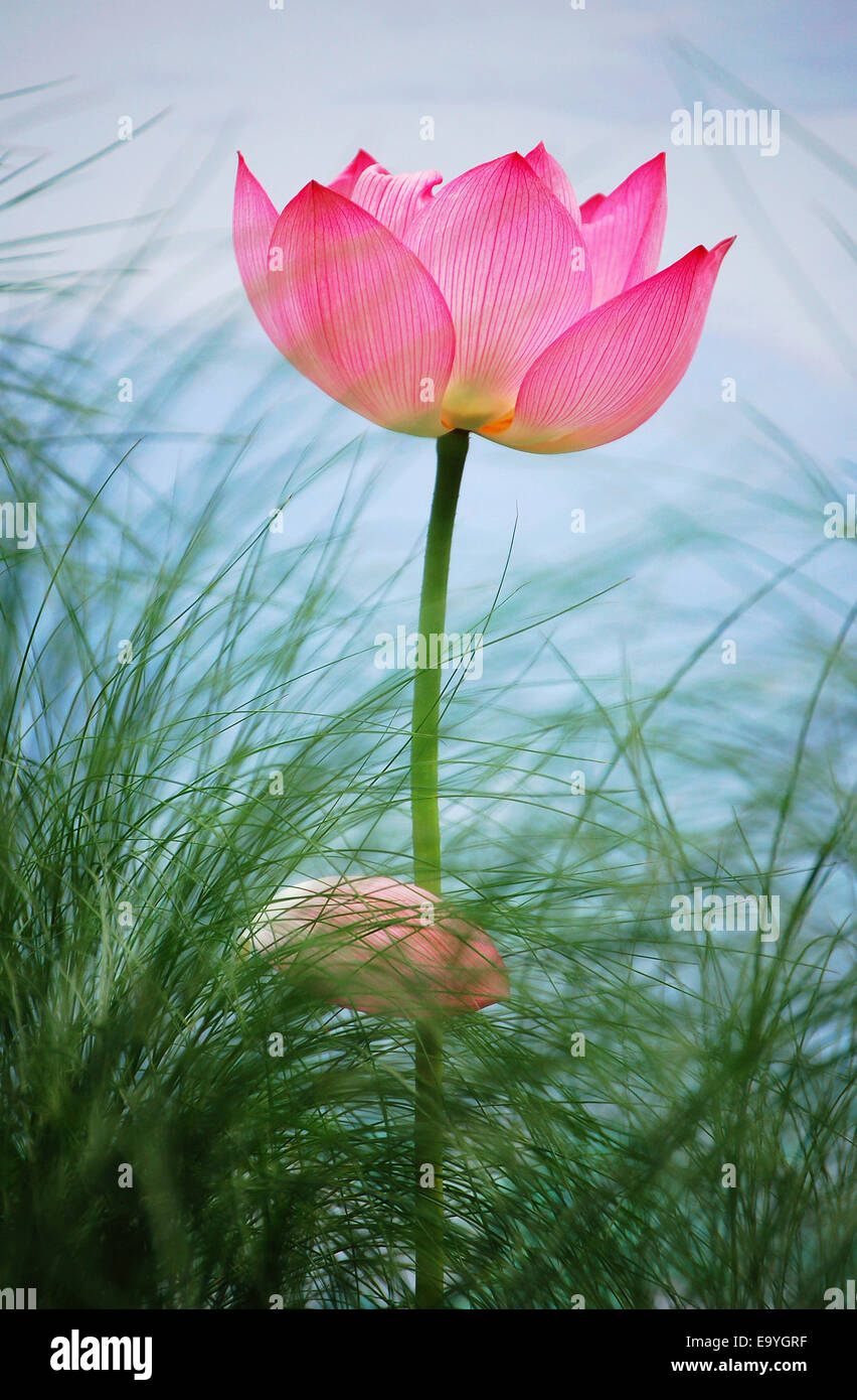 Kunming, nella provincia dello Yunnan, close-up lotus Foto Stock