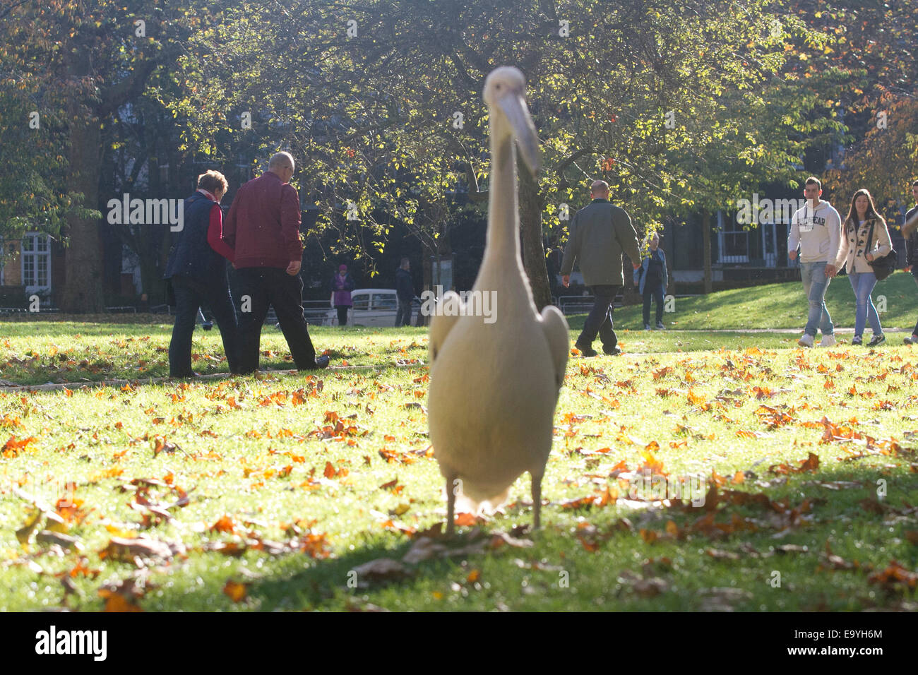 Londra, Regno Unito. 4 Novembre, 2014. Un pellicano godendo il sole inSt James park su una soleggiata giornata autunnale a Londra Credito: amer ghazzal/Alamy Live News Foto Stock