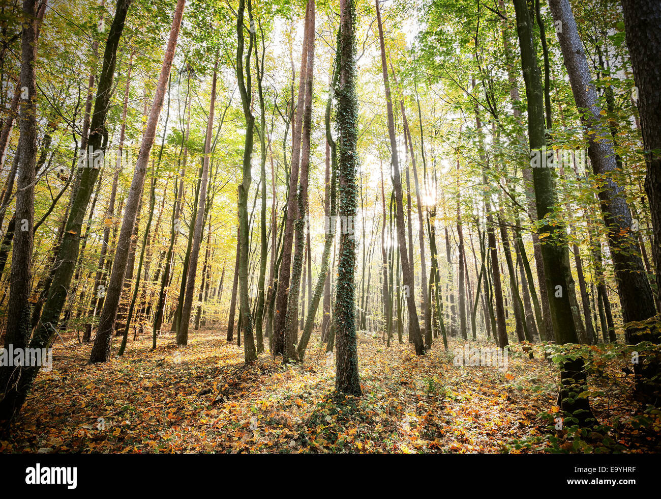 Misteriosa foresta autunnale del paesaggio con i raggi solari. Foto Stock