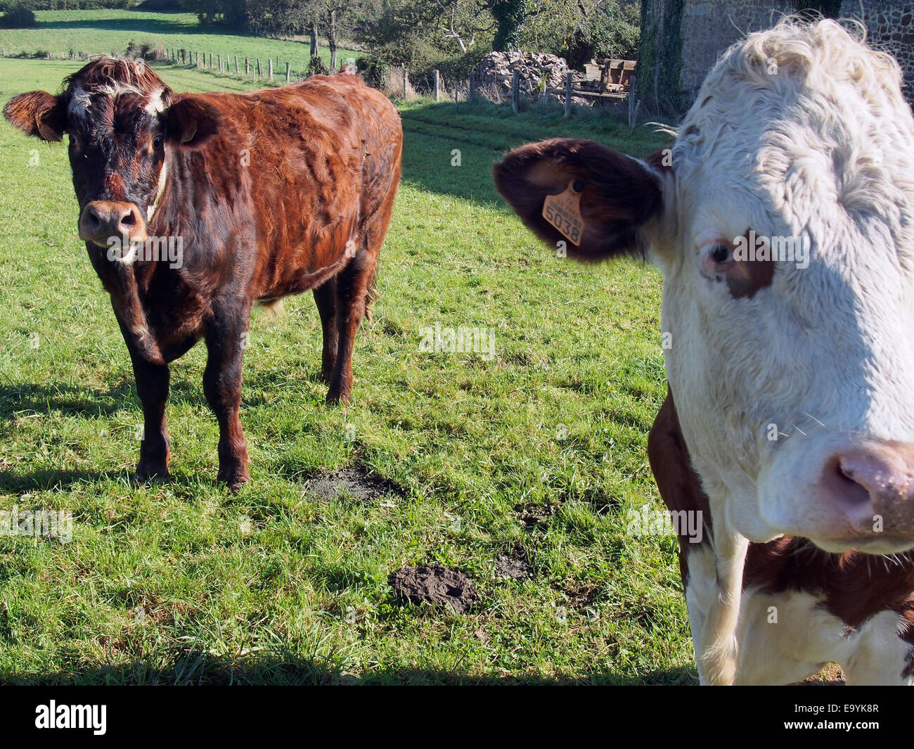 Bovini da carne su una piccola azienda mista nel sud della Normandia, Francia con identificazione di marchi auricolari chiaramente visibile. Foto Stock