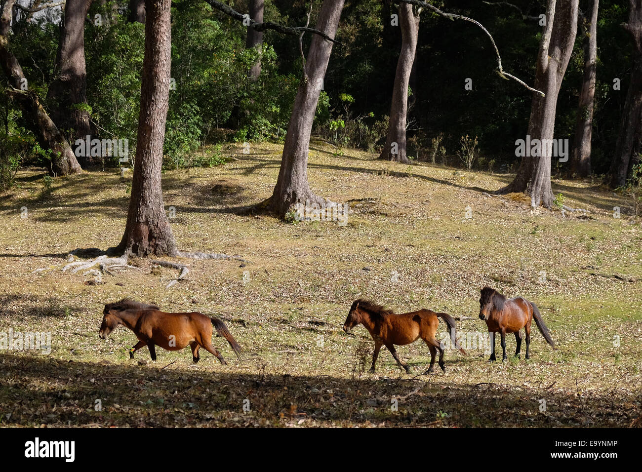 I cavalli di Timor a montagna savana. Foto Stock