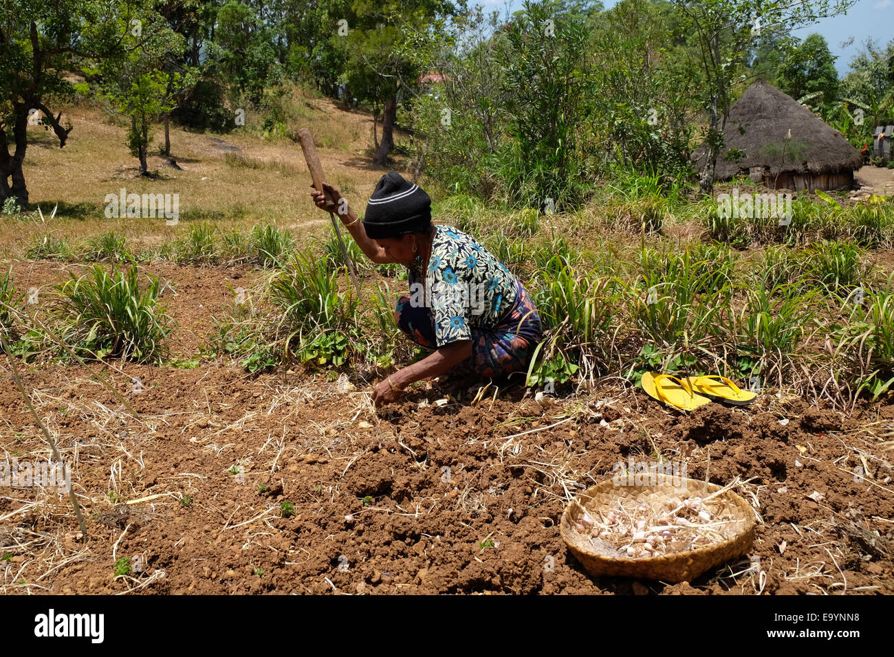 Yuliana Fuka lavora sul suo terreno agricolo asciutto nel villaggio di Fatumnasi vicino al Monte Mutis, Timor centro-meridionale, Indonesia. Foto Stock