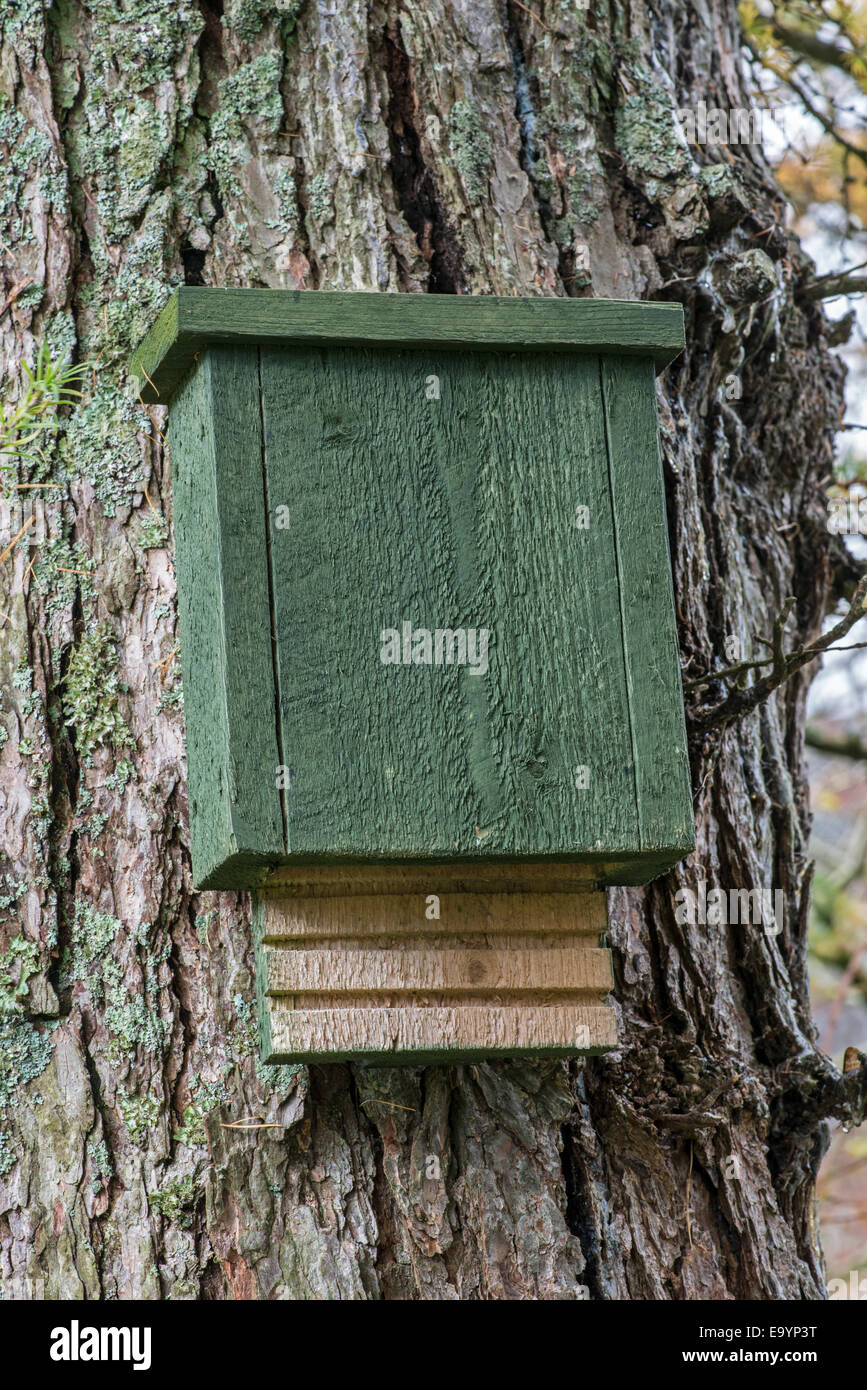 Bat box. Nel sagrato della chiesa, il Galles del nord. Foto Stock