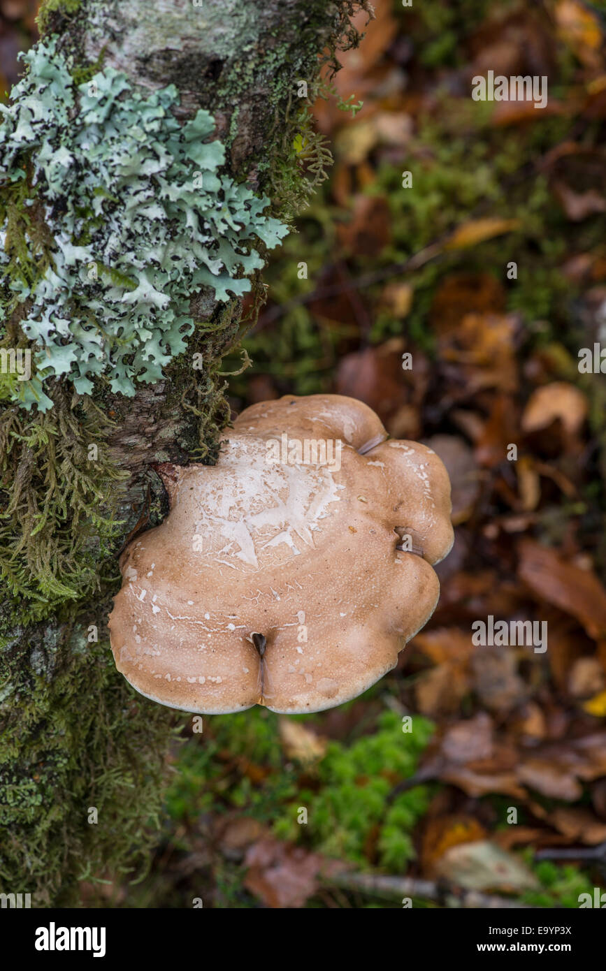 Staffa di betulla fungo: Piptoporus betulinus. Il Galles del nord. Foto Stock