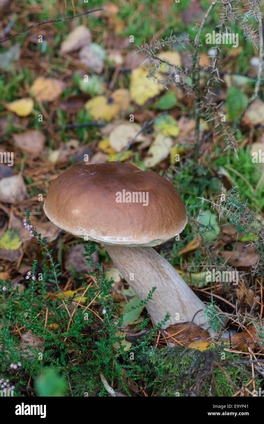 Cep o Penny Bun fungo: Boletus edulis. Il Galles del nord. Foto Stock