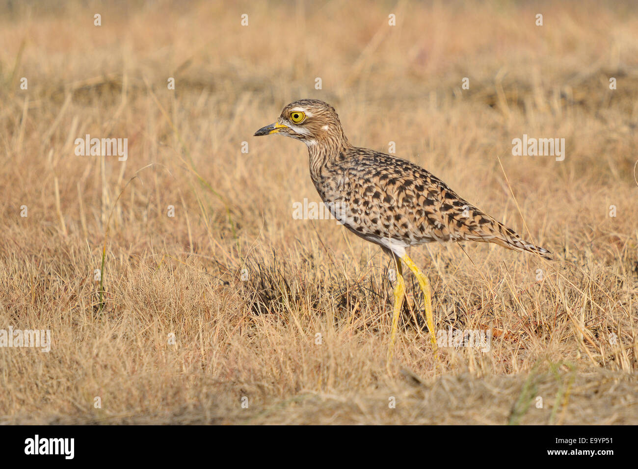 Avvistato thick-ginocchio anche noto come capo e spesso-ginocchio, Burhinus capensis Foto Stock