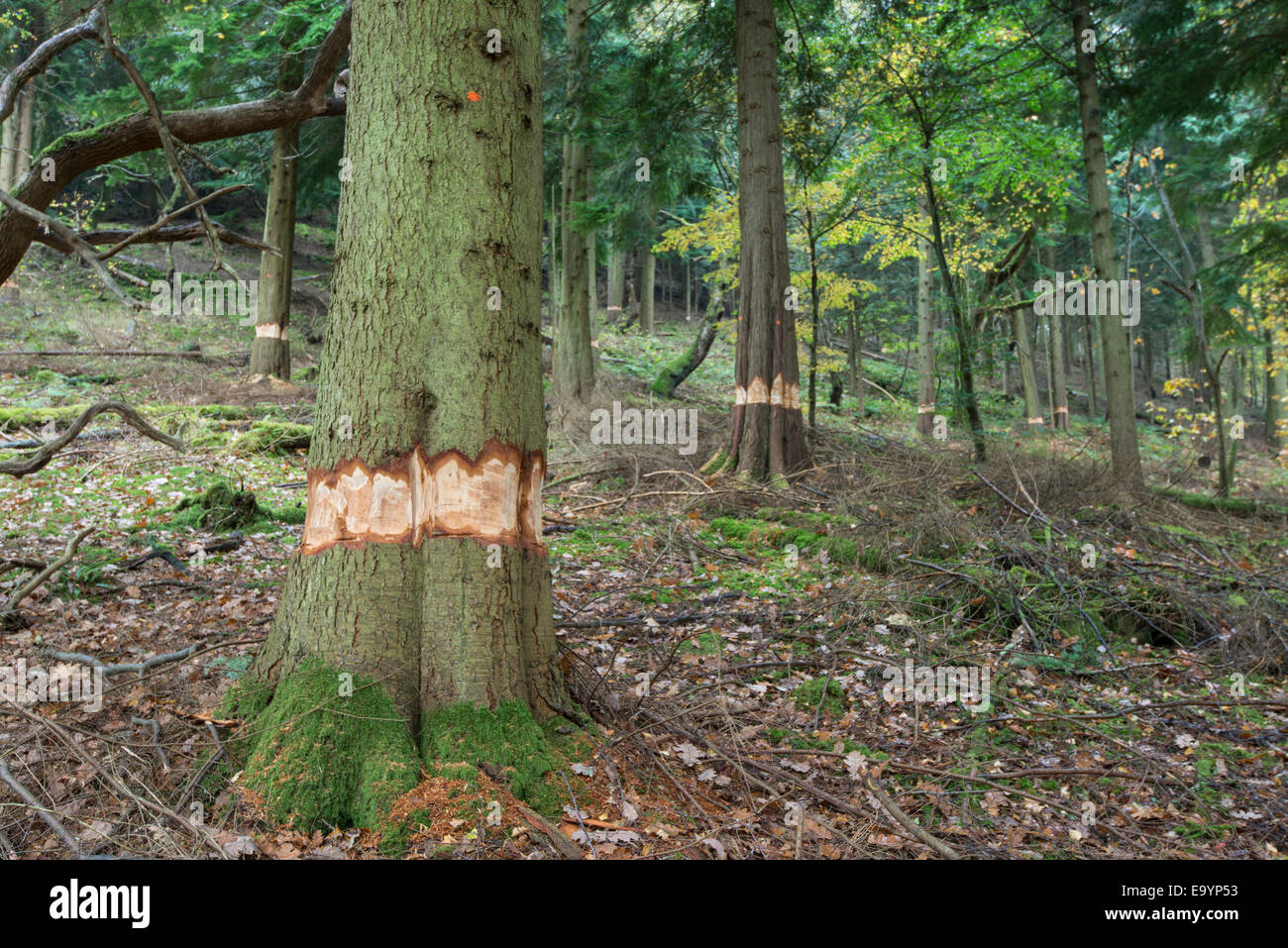 Ring-Barked conifere, prima del taglio di legname. Snowdonia, il Galles del nord Foto Stock
