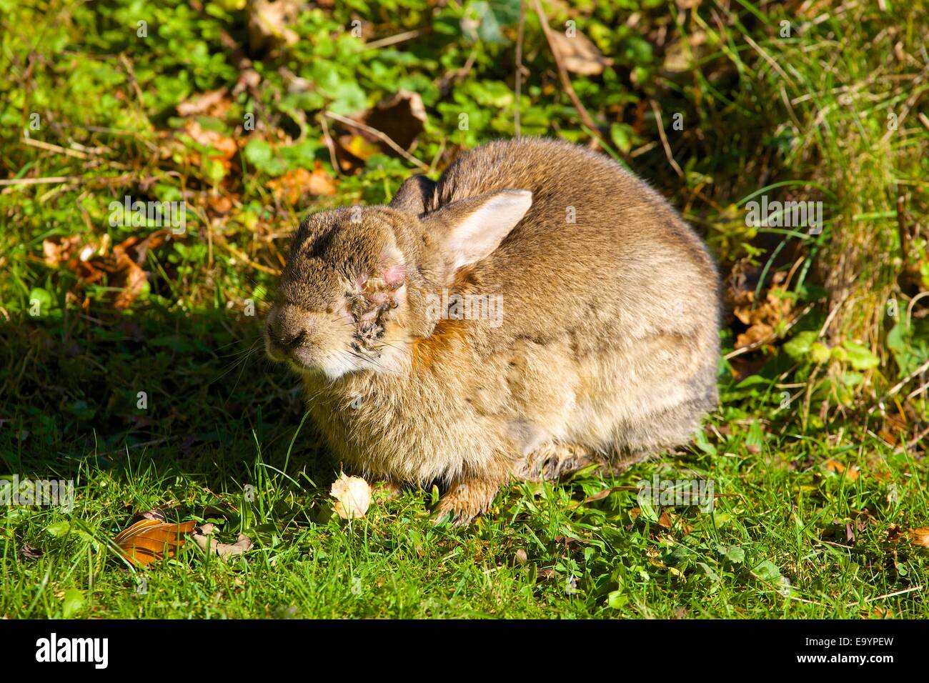 Coniglio con rigonfie chiuso occhio a causa di mixomatosi malattia. Foto Stock