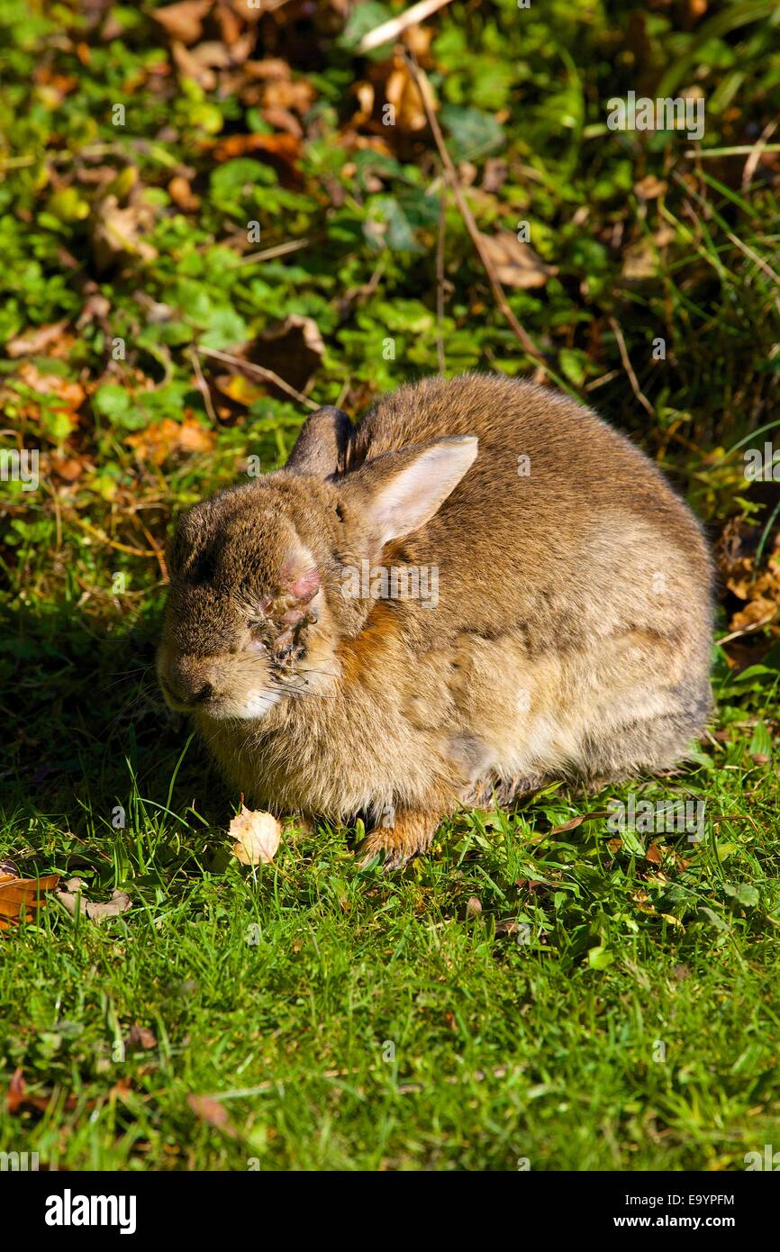 Coniglio con rigonfie chiuso occhio a causa di mixomatosi malattia. Foto Stock