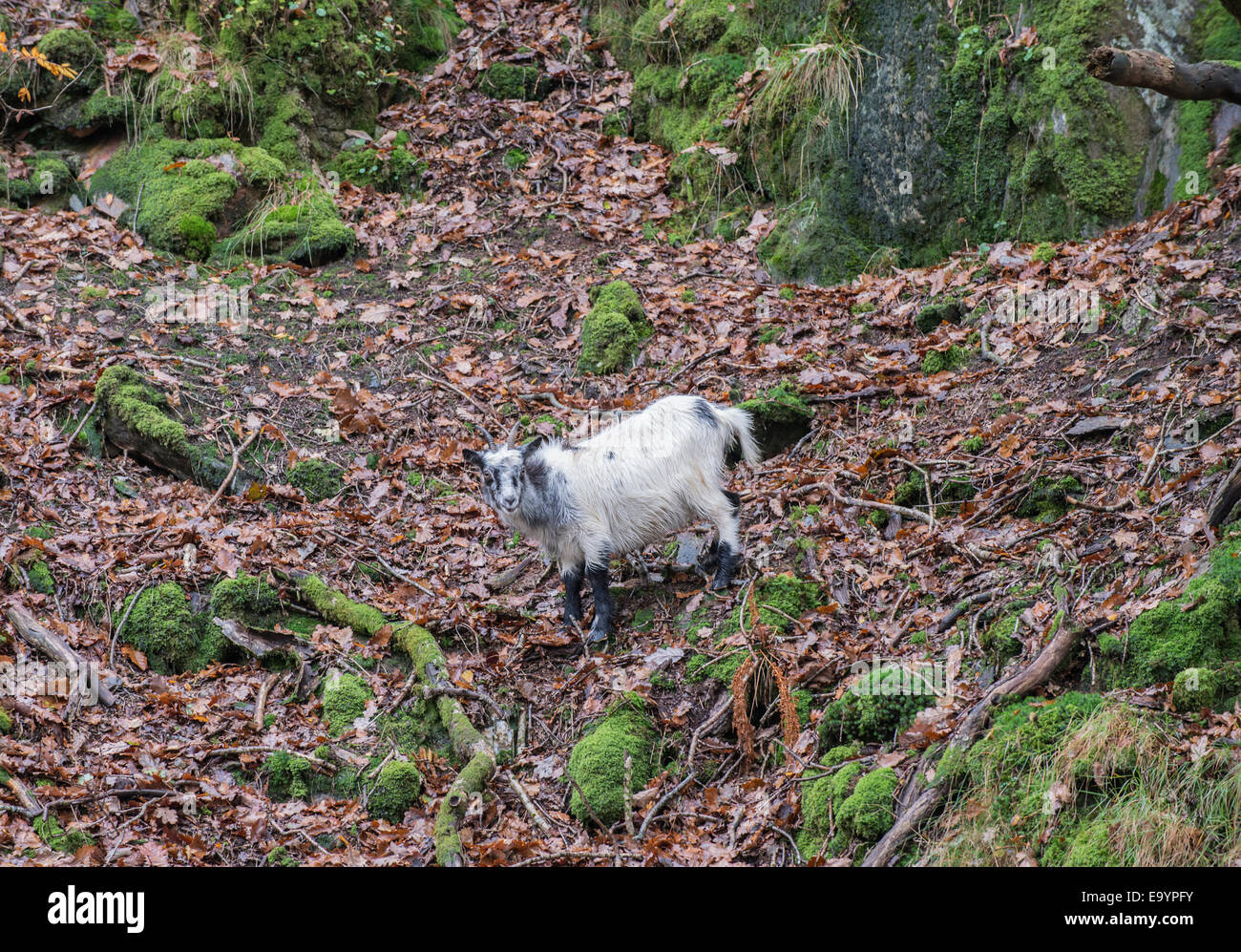 Capra selvatica, Capra hircus Beddgelert, Nantgwynant, Snowdonia, il Galles del nord Foto Stock