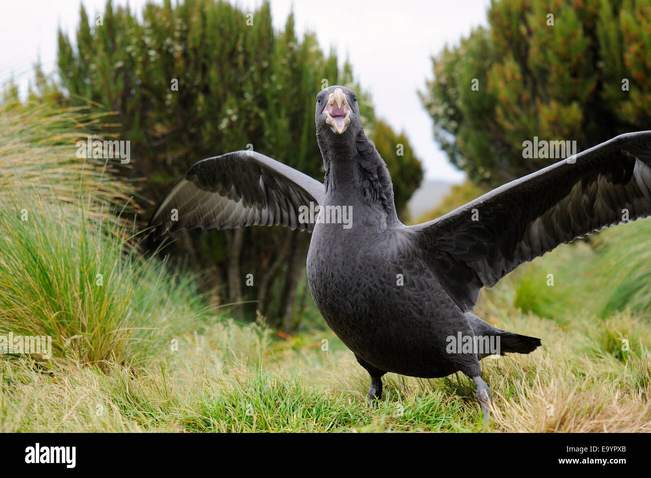 Il gigante del nord Petrel (Macronectes halli) tra tussock grass, spandimento di ali, close-up, sub-antartiche Campbell Island, Nuova Z Foto Stock
