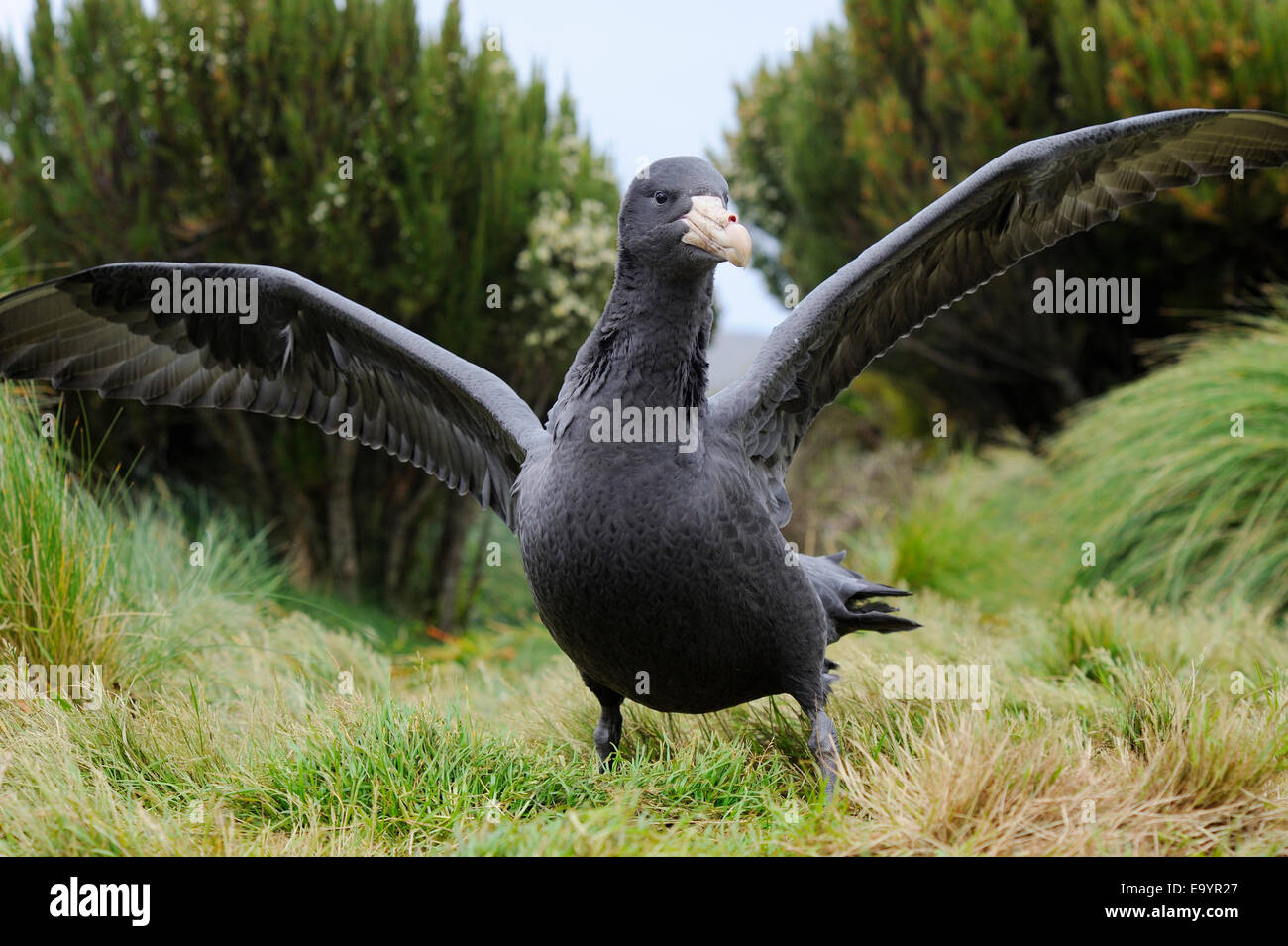 Il gigante del nord Petrel (Macronectes halli) tra tussock grass, spandimento di ali, close-up, sub-antartiche Campbell Island, Nuova Z Foto Stock