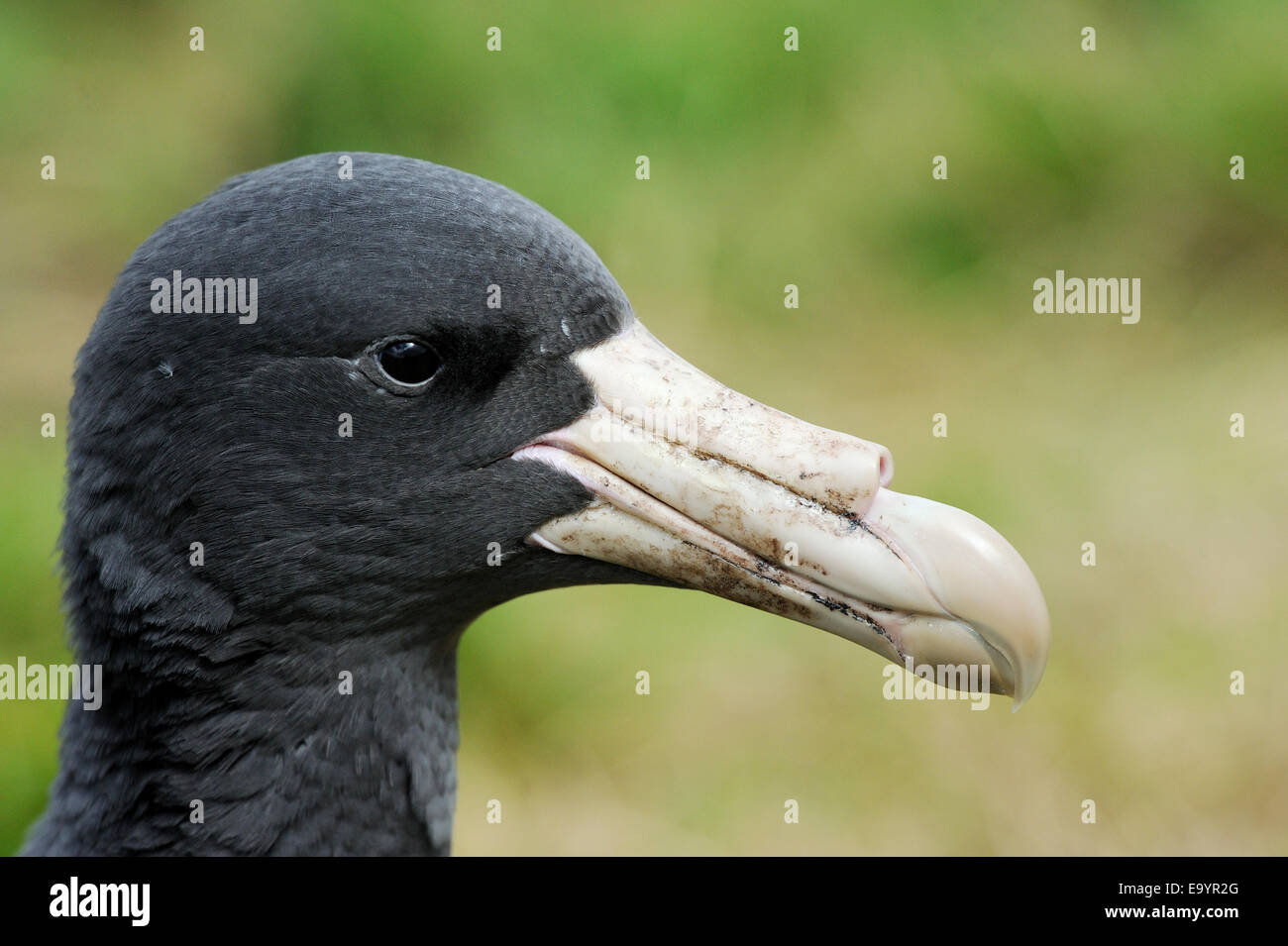 Il gigante del nord Petrel (Macronectes halli) tra tussock erba, close-up, sub-antartiche Campbell Island, Nuova Zelanda. Foto Stock