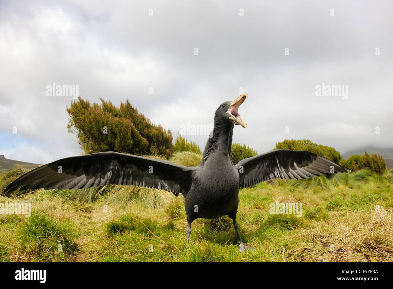 Il gigante del nord Petrel (Macronectes halli) tra tussock grass, spandimento di ali, close-up, sub-antartiche Campbell Island, Nuova Z Foto Stock