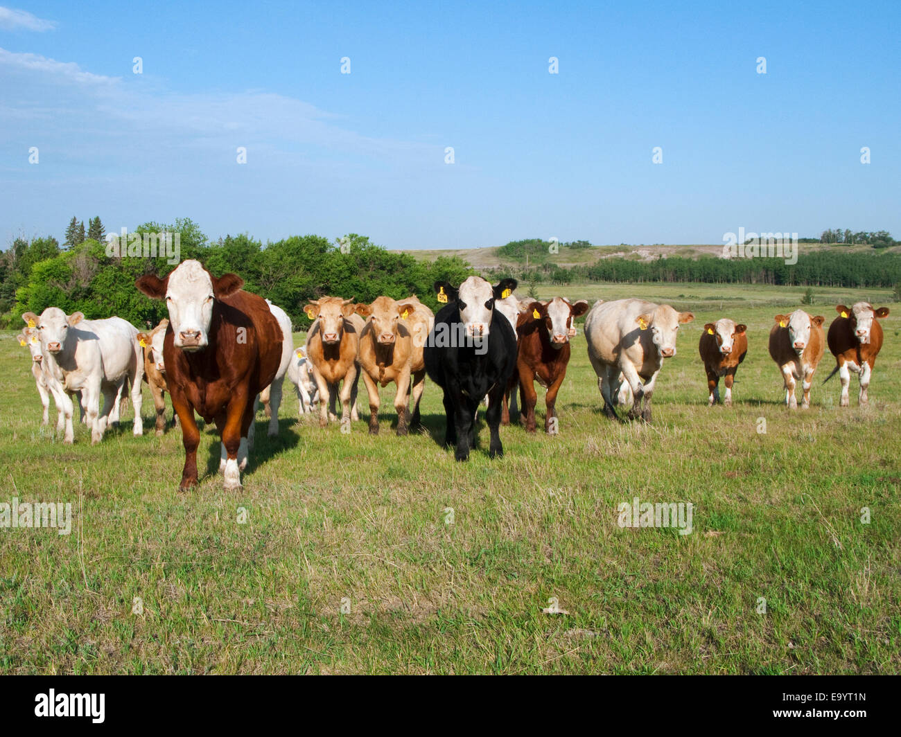 Bestiame - curioso misto di carni bovine di razza vacche su un pascolo verde / Alberta, Canada. Foto Stock