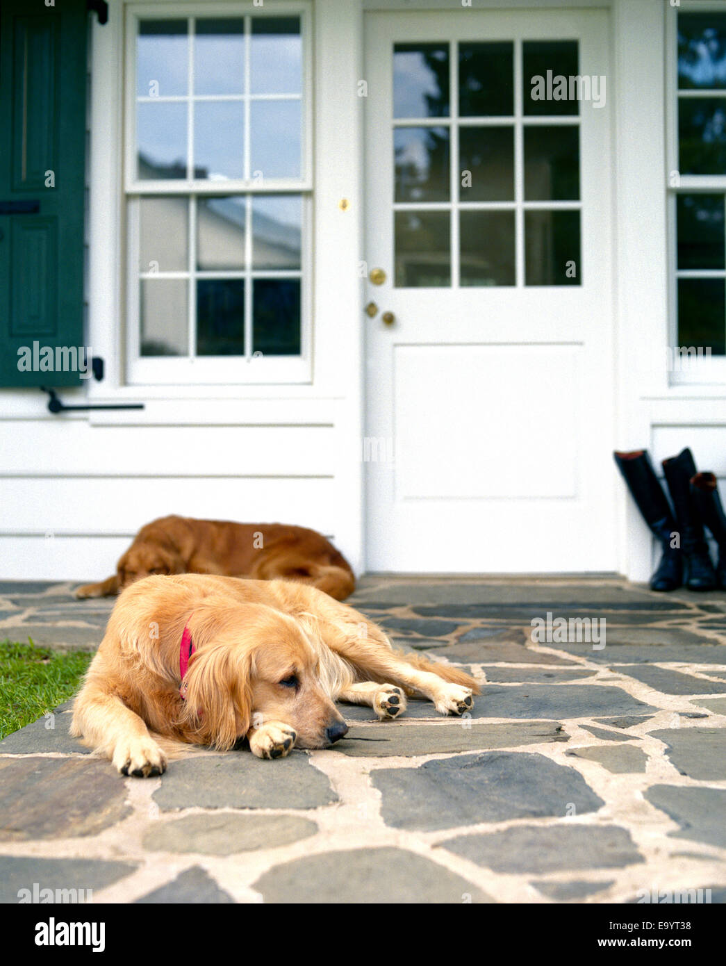 Due golden retriever cani riposo dalla porta anteriore del case Foto Stock