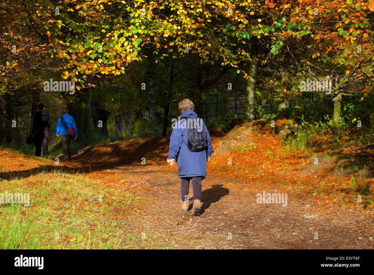 Vecchia Signora a piedi nella vite di cervi boschi, Grasmere, nel distretto del lago, Cumbria, Inghilterra, Regno Unito. Foto Stock