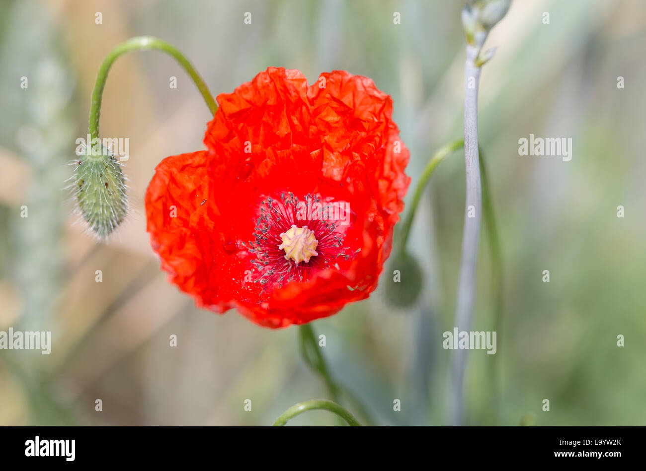 Semi di papavero in un campo di macro. Foto Stock