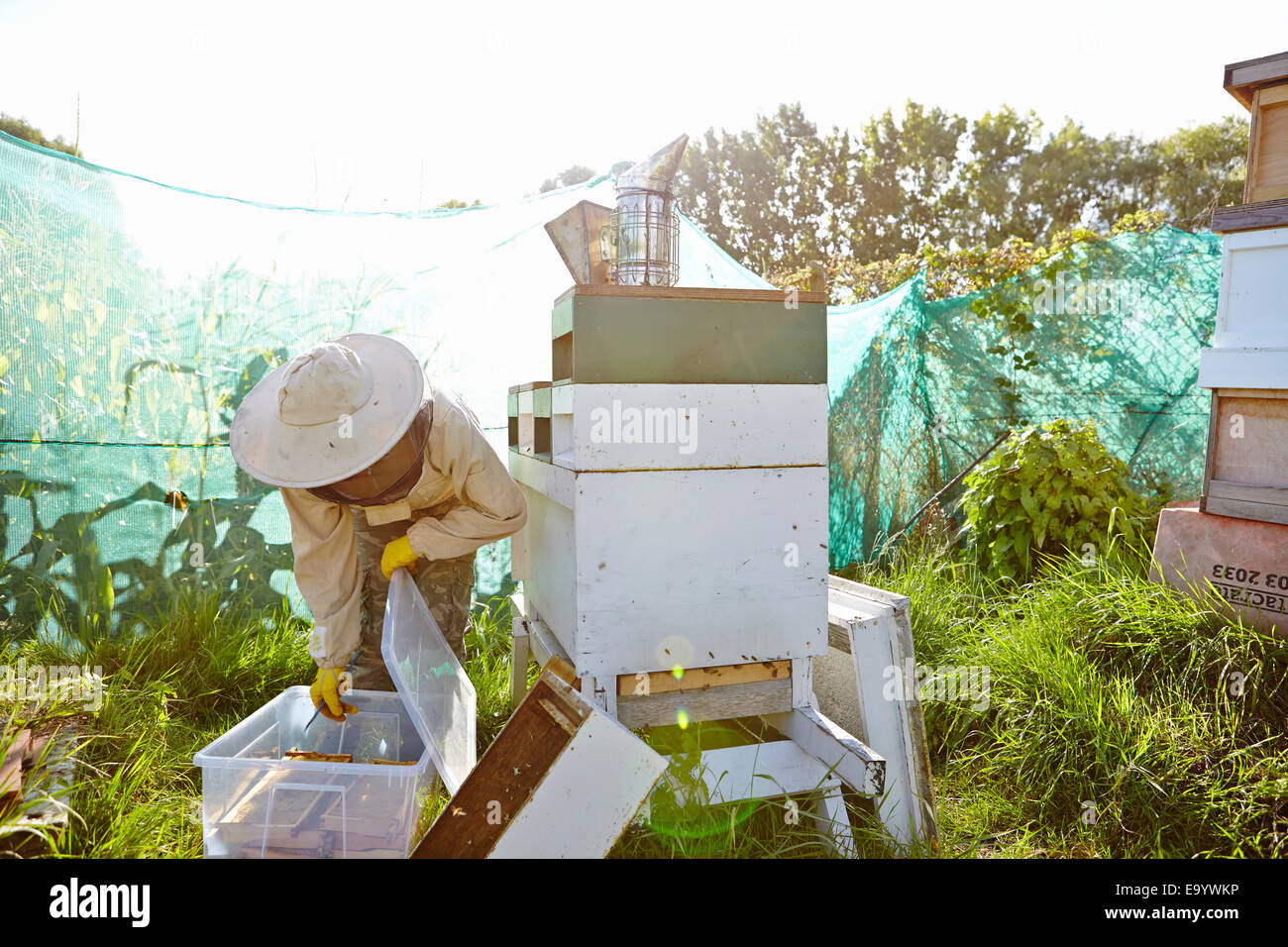 Apicoltore femminile mettendo i vassoi a nido d'ape in contenitore di plastica sulla città di assegnazione Foto Stock