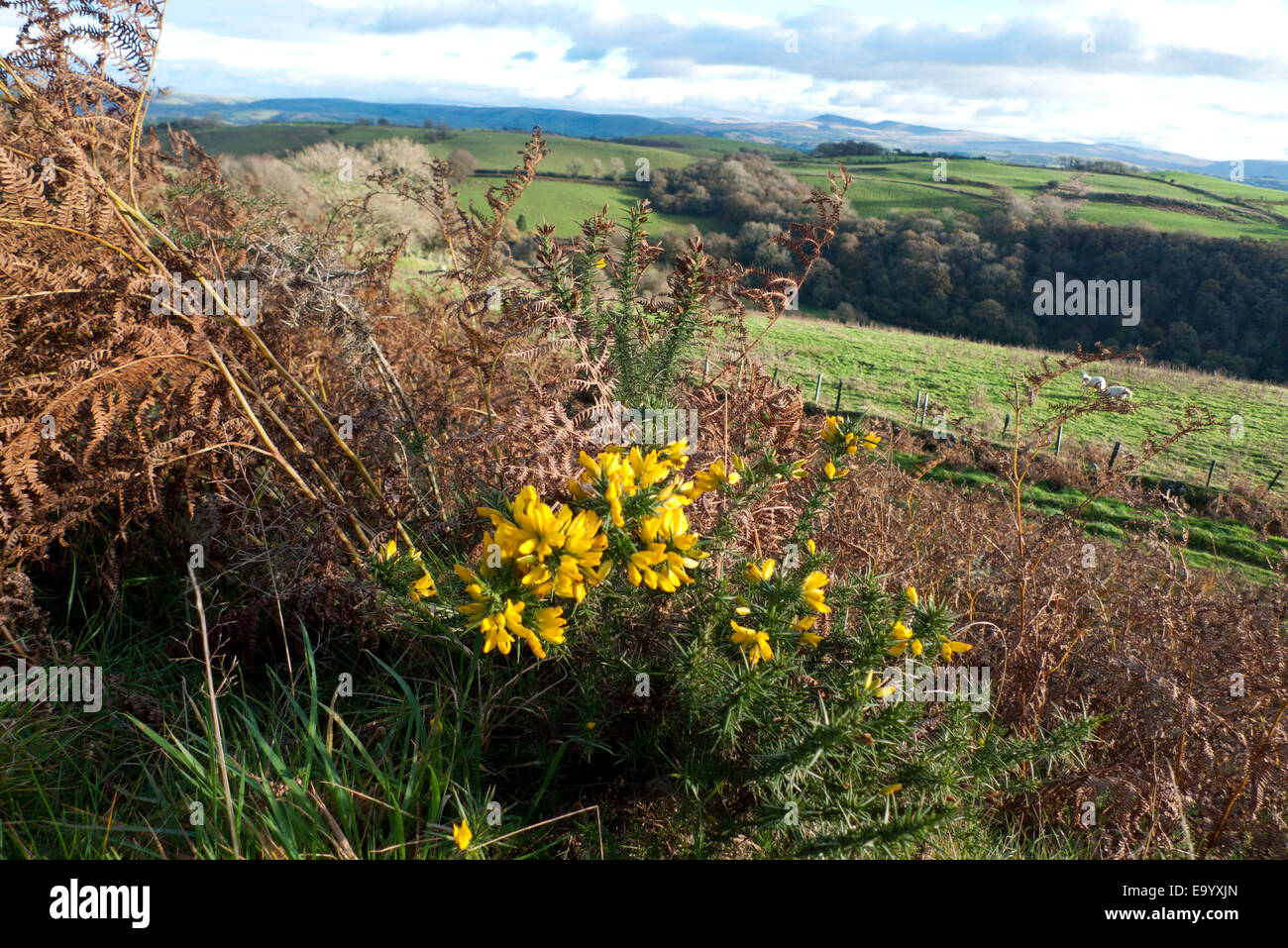 4 novembre 2014. Giallo fioritura gola cespuglio Ulex europaeus si illumina brillantemente su una fattoria collinare ai margini del Brecon Beacons National Park in autunno paesaggio Powys Wales UK KATHY DEWITT Foto Stock