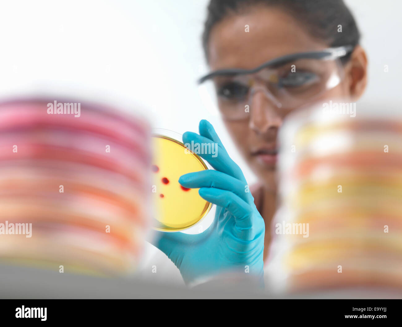Close up della donna scienziato esaminando le culture in capsula di petri in laboratorio di microbiologia Foto Stock
