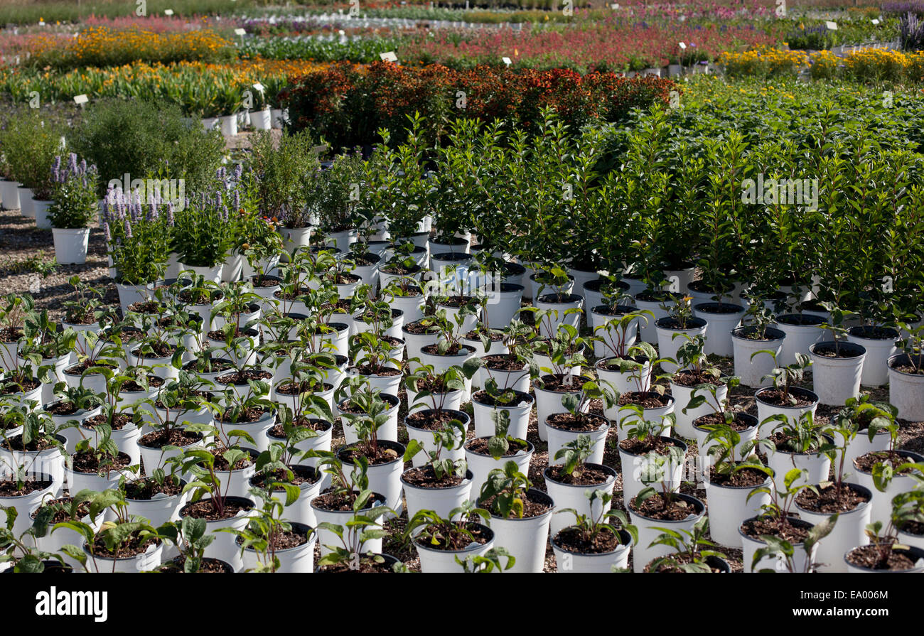 Le righe di una varietà di vasi di piante in vivaio Foto Stock