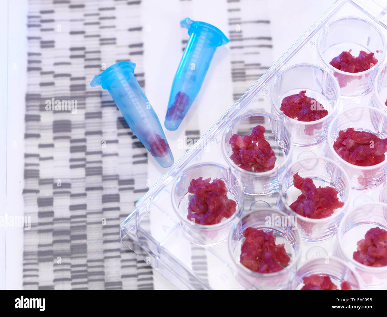 Campioni di carne essendo TESTATI DNA in cibo laboratorio standard Foto Stock