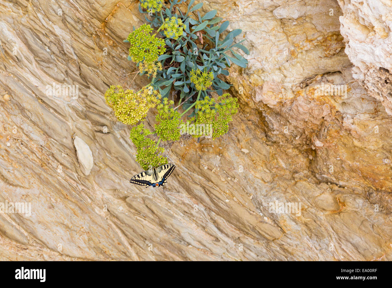 A coda di rondine, butterfly 'papilo machaon', Cipro Foto Stock