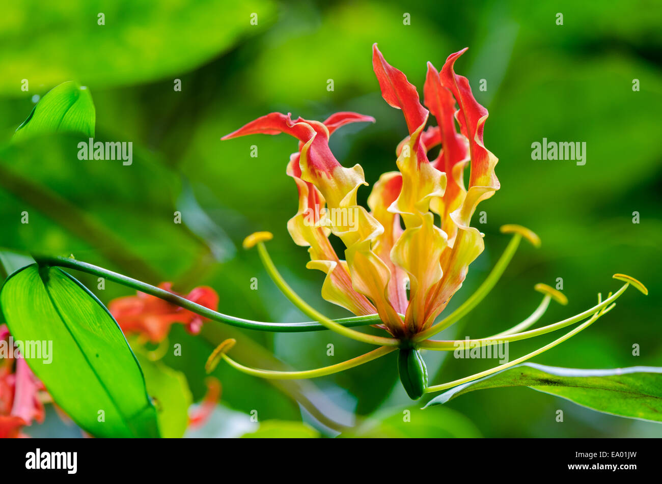 Gloriosa Superba o arrampicata Lily è uno scalatore con spettacolari fiori rossi e gialli, ma tutte le parti della pianta sono estremamente Foto Stock