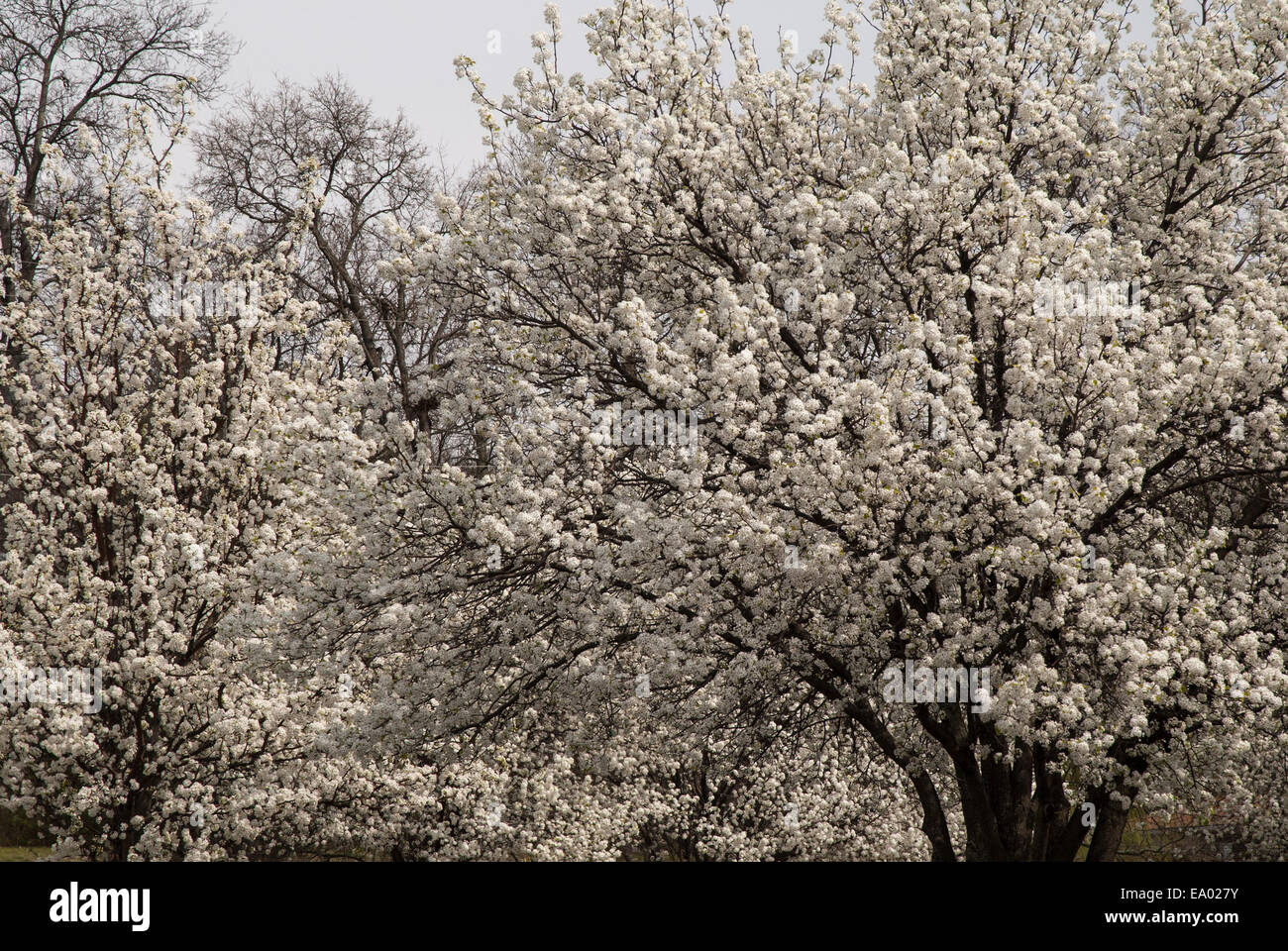 Bradford Pear Tree in primavera fioriscono Foto Stock